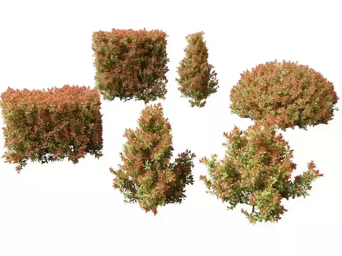 Acmena smithii Allyn Magic -Lilly Pilly