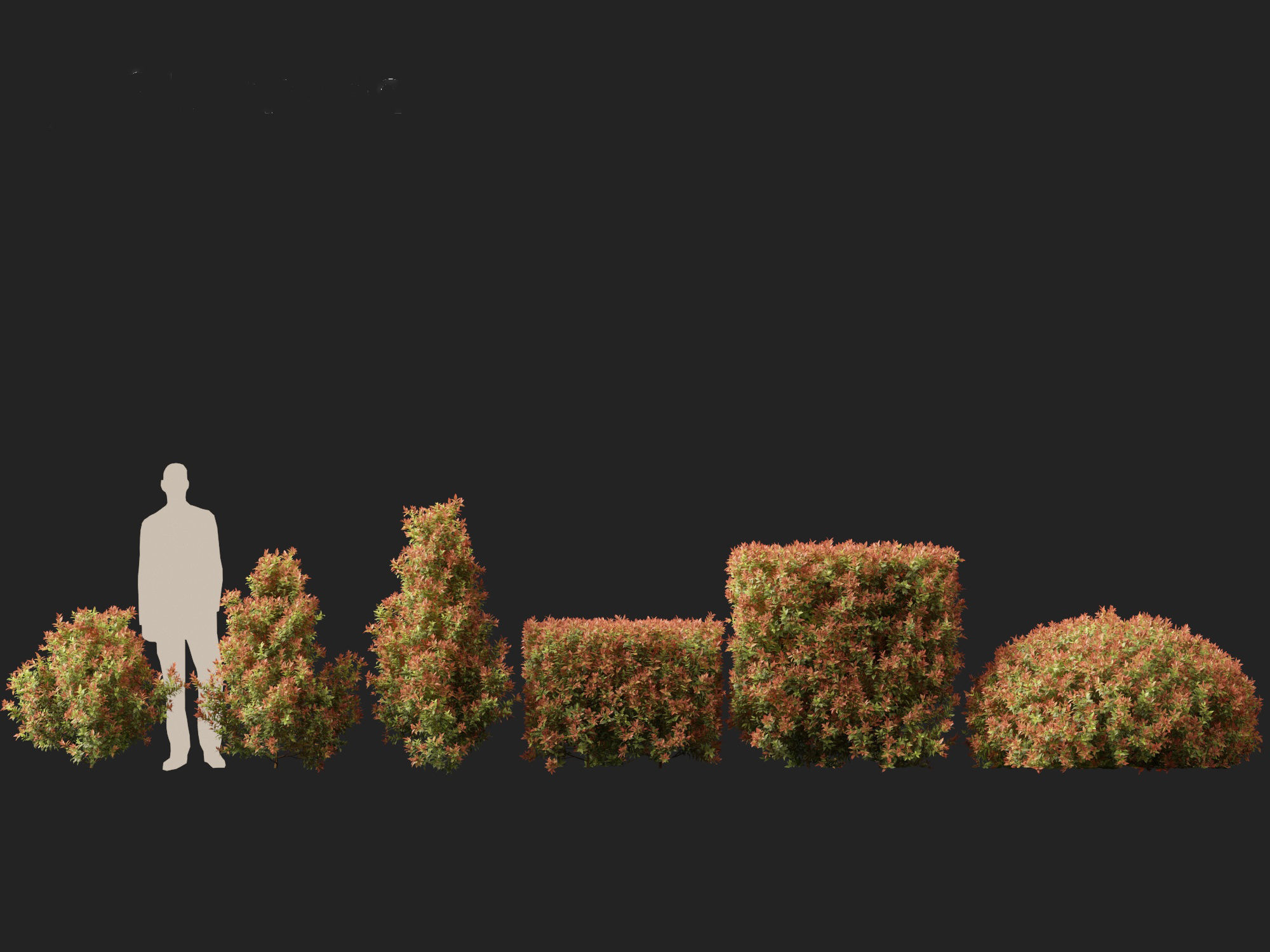 Acmena smithii Allyn Magic -Lilly Pilly 3D model_3