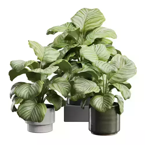 Calathea Orbifolia Pack