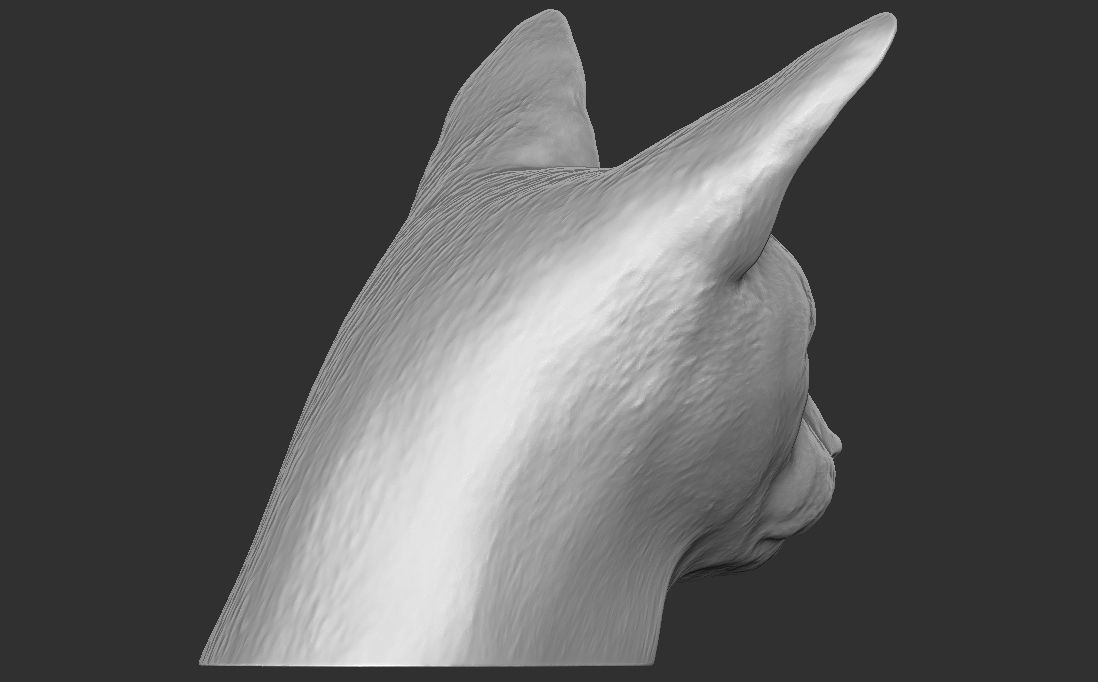 Abyssinian cat head for 3D printing 3D print model_9