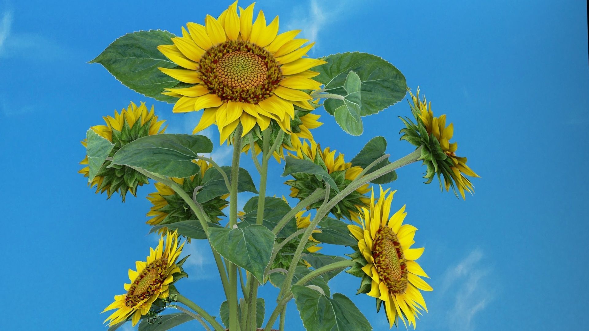Bouquet of yellow sunflowers with leaves in a basket 3D model_3