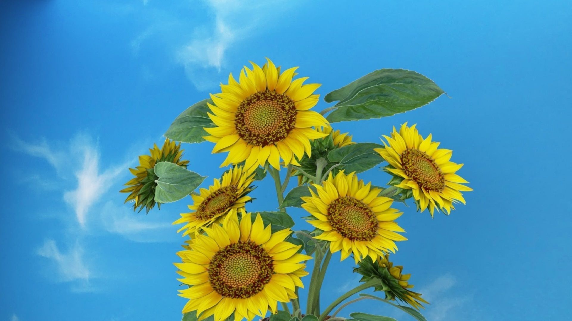Bouquet of yellow sunflowers with leaves in a basket 3D model_1