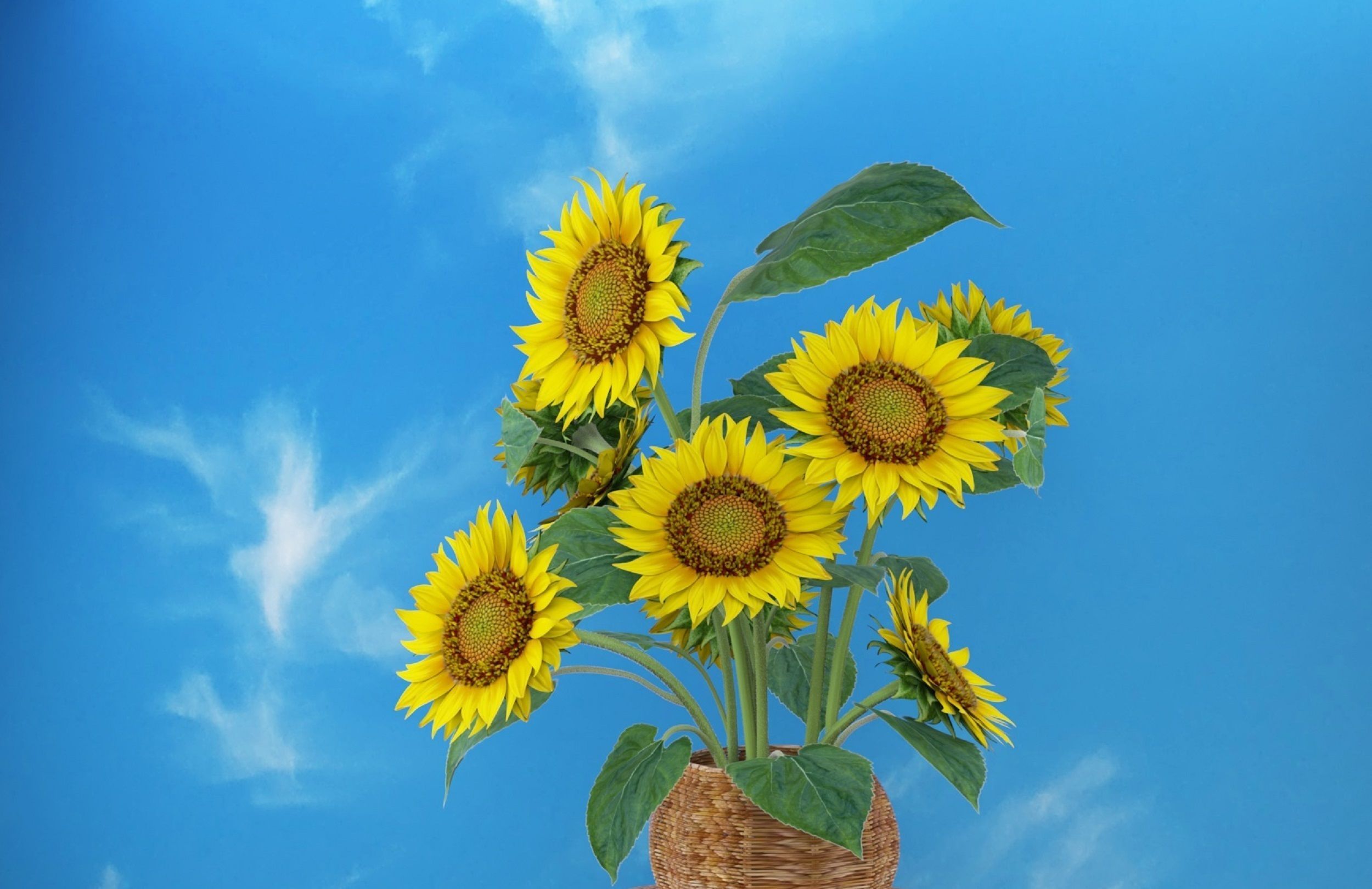 Bouquet of yellow sunflowers with leaves in a basket 3D model_2