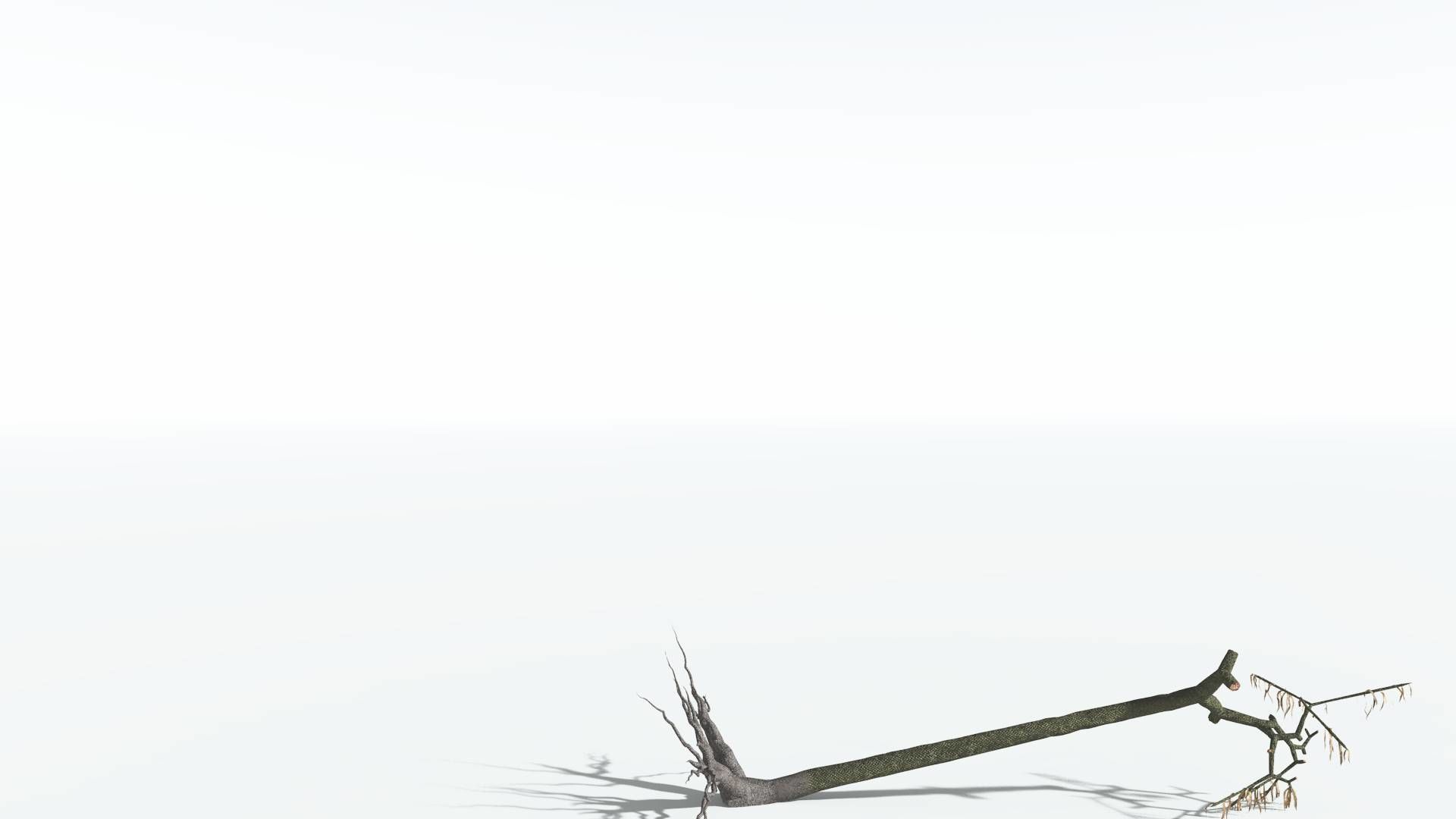 EVERYPlant Lepidodendron Scale Tree 3 --12 Models-- 3D model_12