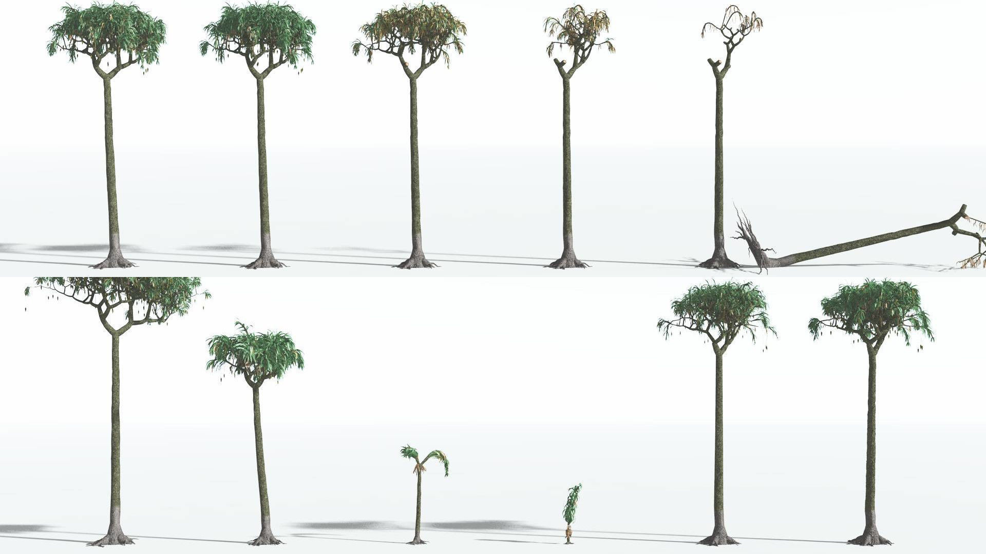 EVERYPlant Lepidodendron Scale Tree 3 --12 Models-- 3D model_1