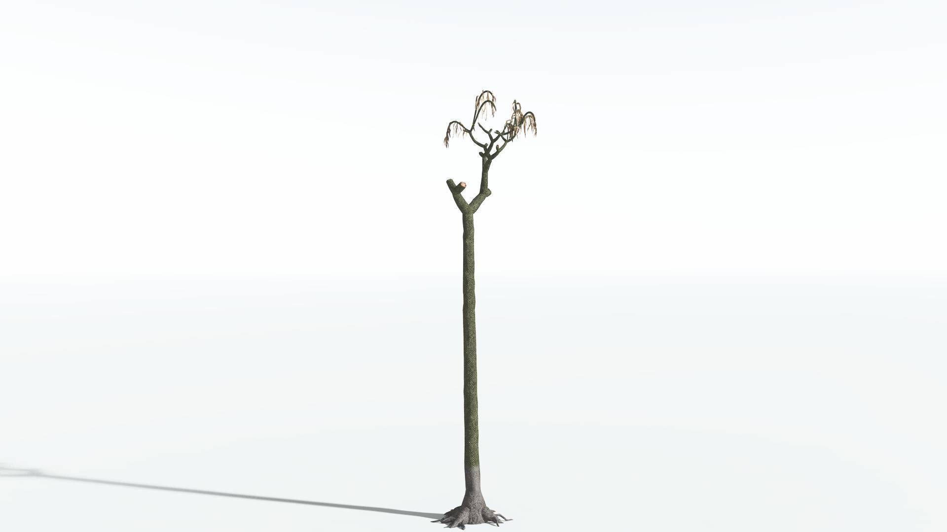 EVERYPlant Lepidodendron Scale Tree 3 --12 Models-- 3D model_10