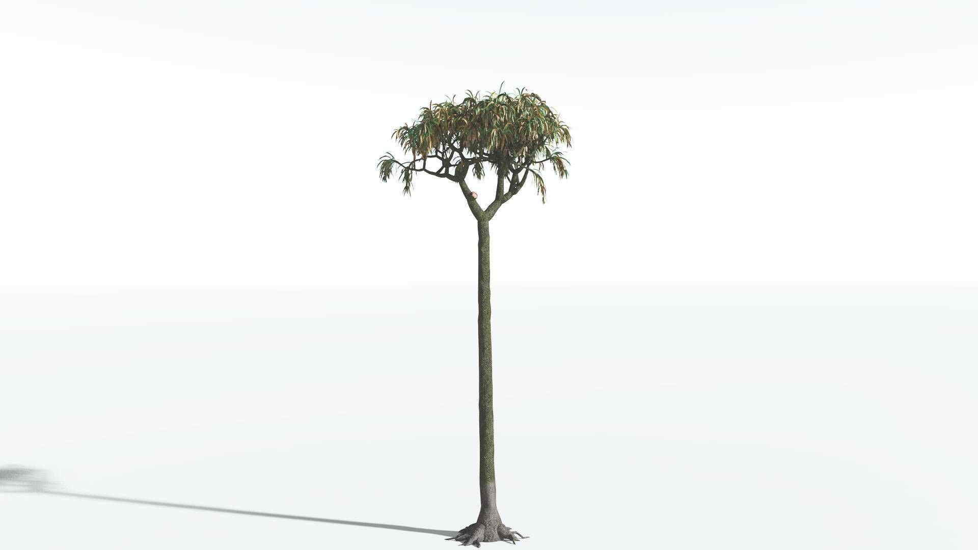 EVERYPlant Lepidodendron Scale Tree 3 --12 Models-- 3D model_6