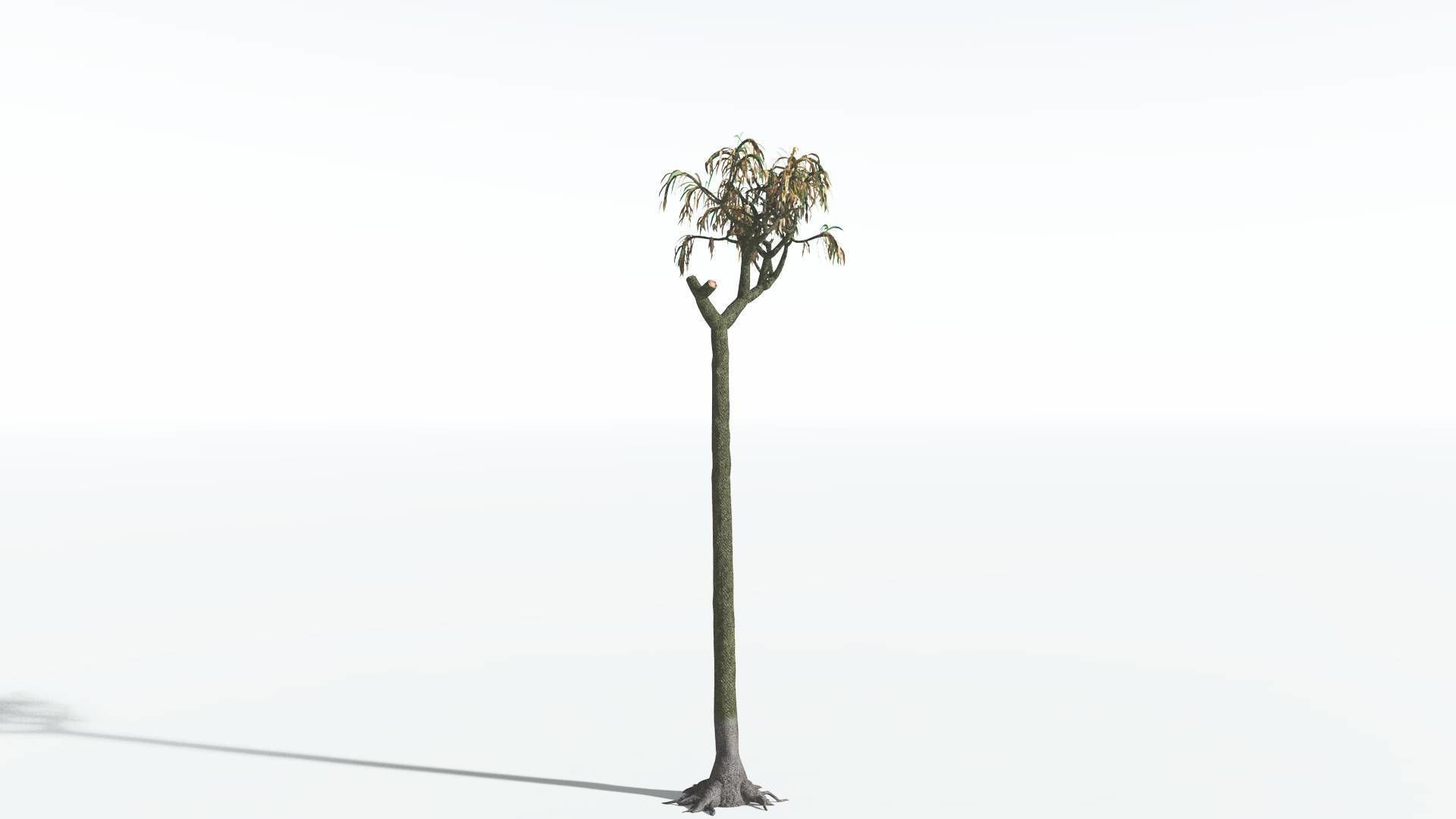 EVERYPlant Lepidodendron Scale Tree 3 --12 Models-- 3D model_8