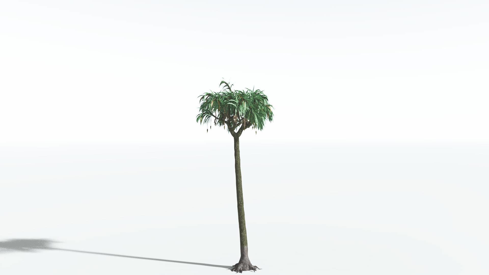 EVERYPlant Lepidodendron Scale Tree 3 --12 Models-- 3D model_16