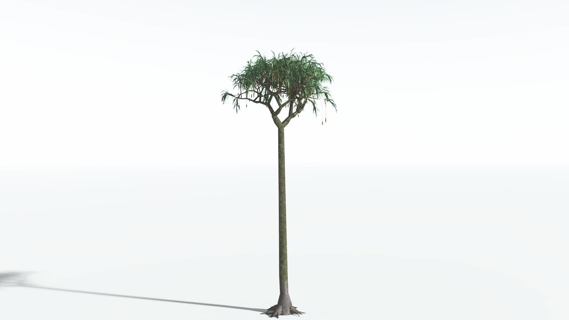 EVERYPlant Lepidodendron Scale Tree 3 --12 Models-- 3D model_22