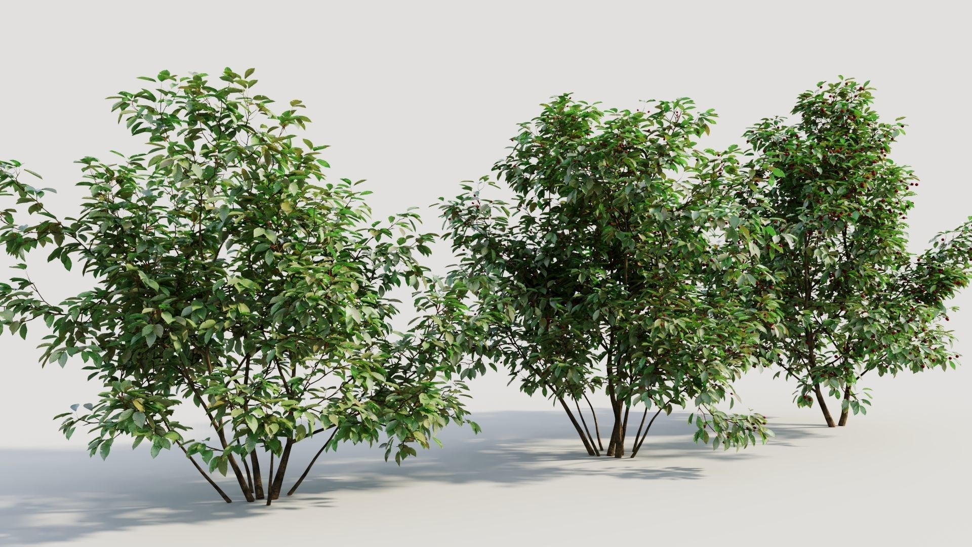 Ilex mucronata a 3D model_3