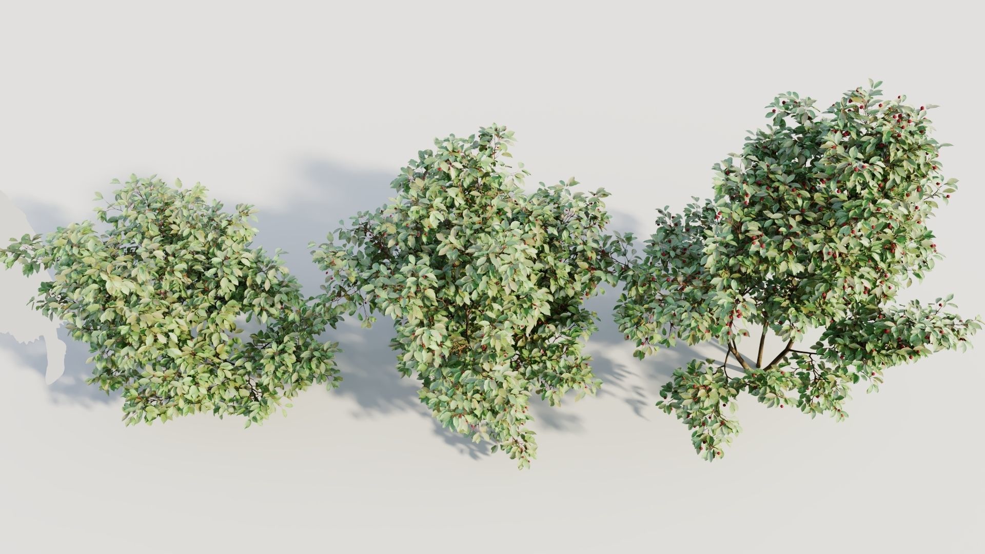 Ilex mucronata a 3D model_2