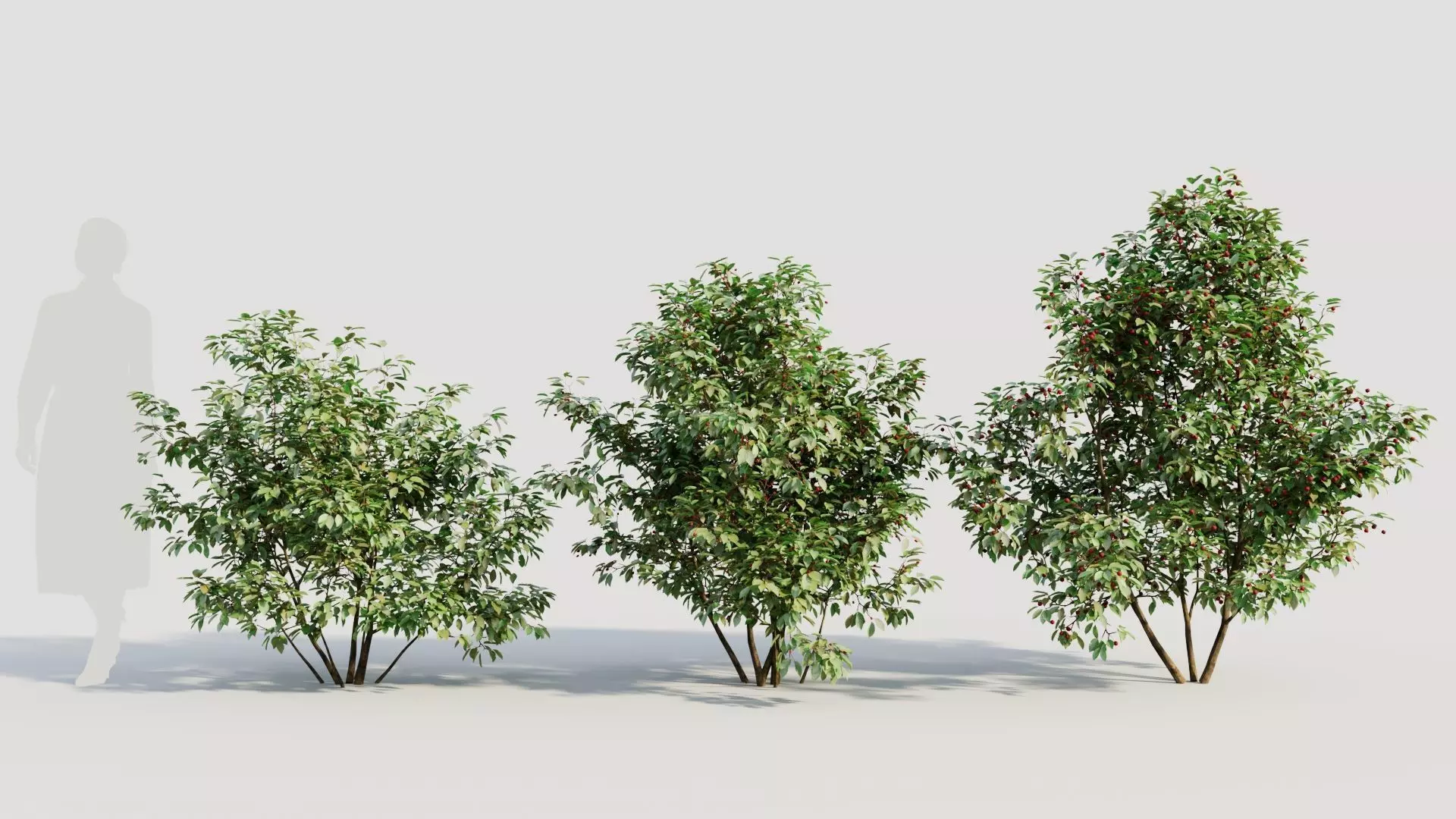 Ilex mucronata a 3D model_0