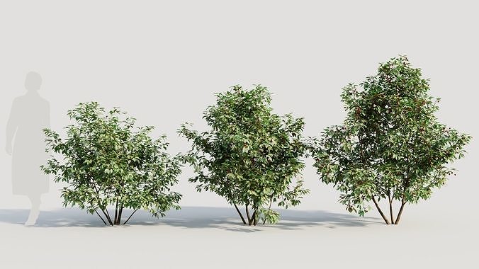 Ilex mucronata a 3D model