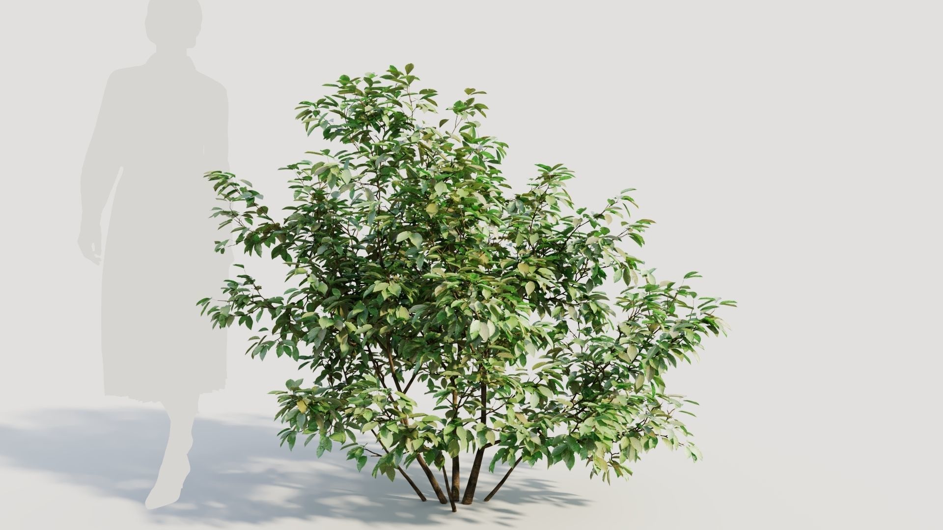 Ilex mucronata a 3D model_5