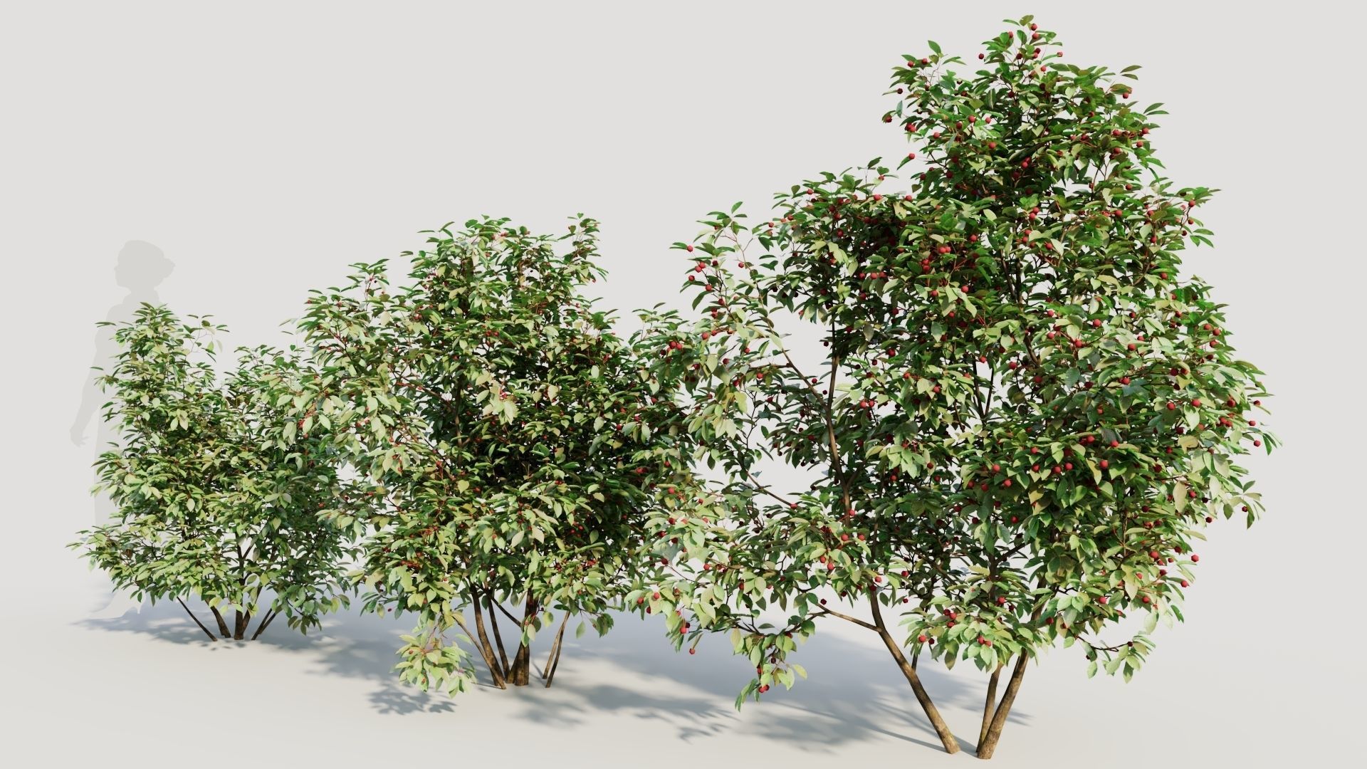 Ilex mucronata a 3D model_1