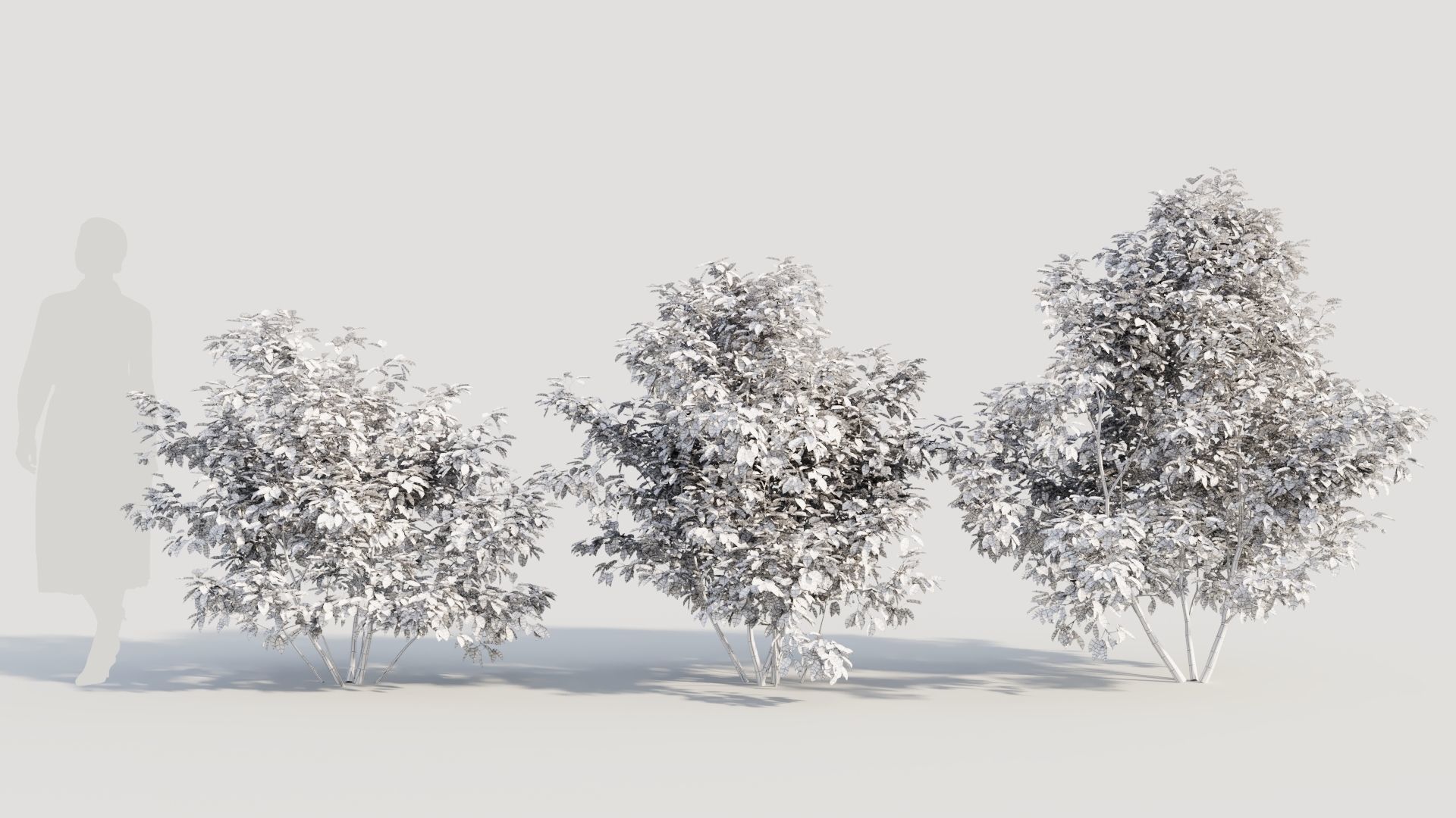 Ilex mucronata a 3D model_8