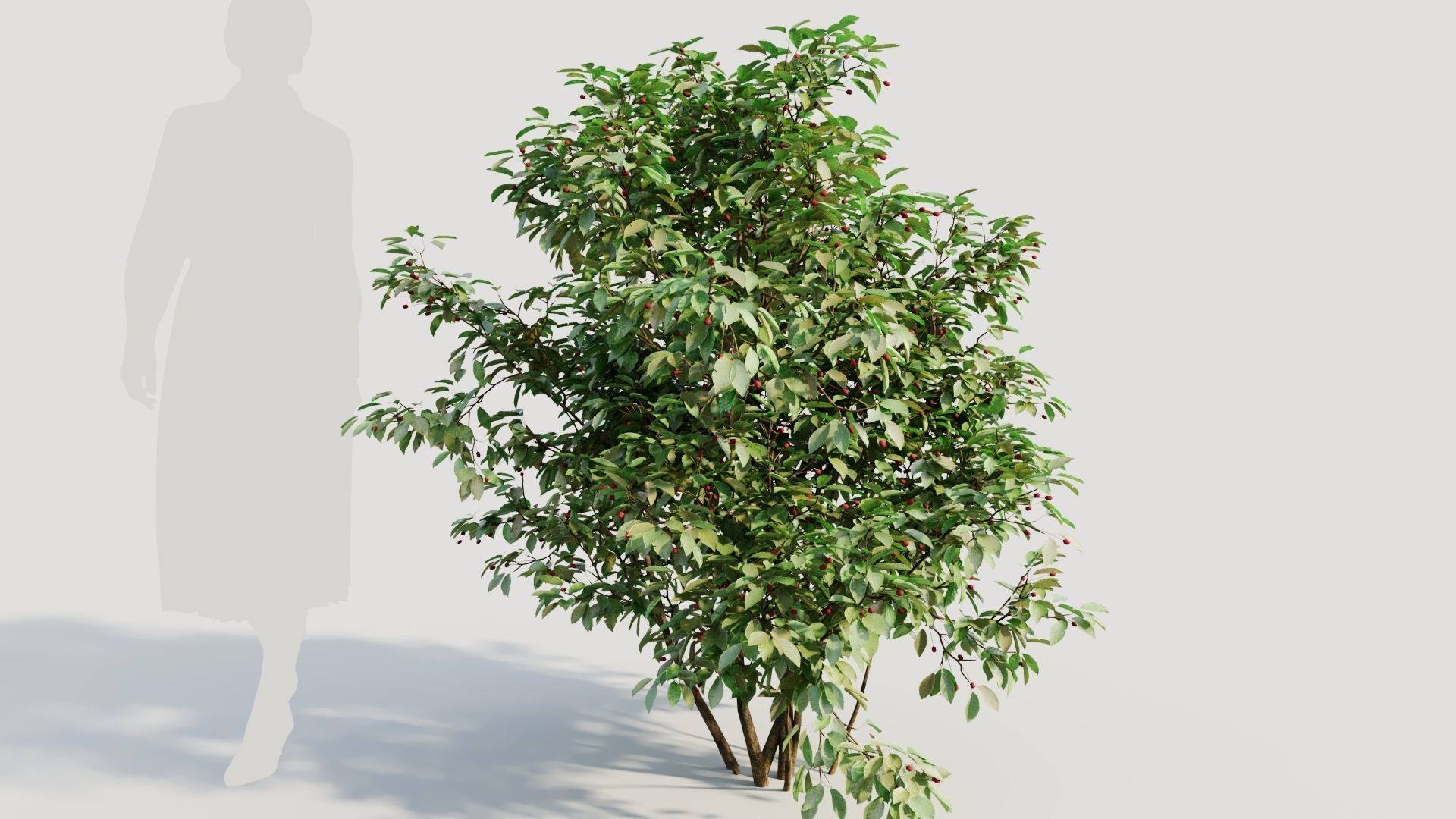 Ilex mucronata a 3D model_6