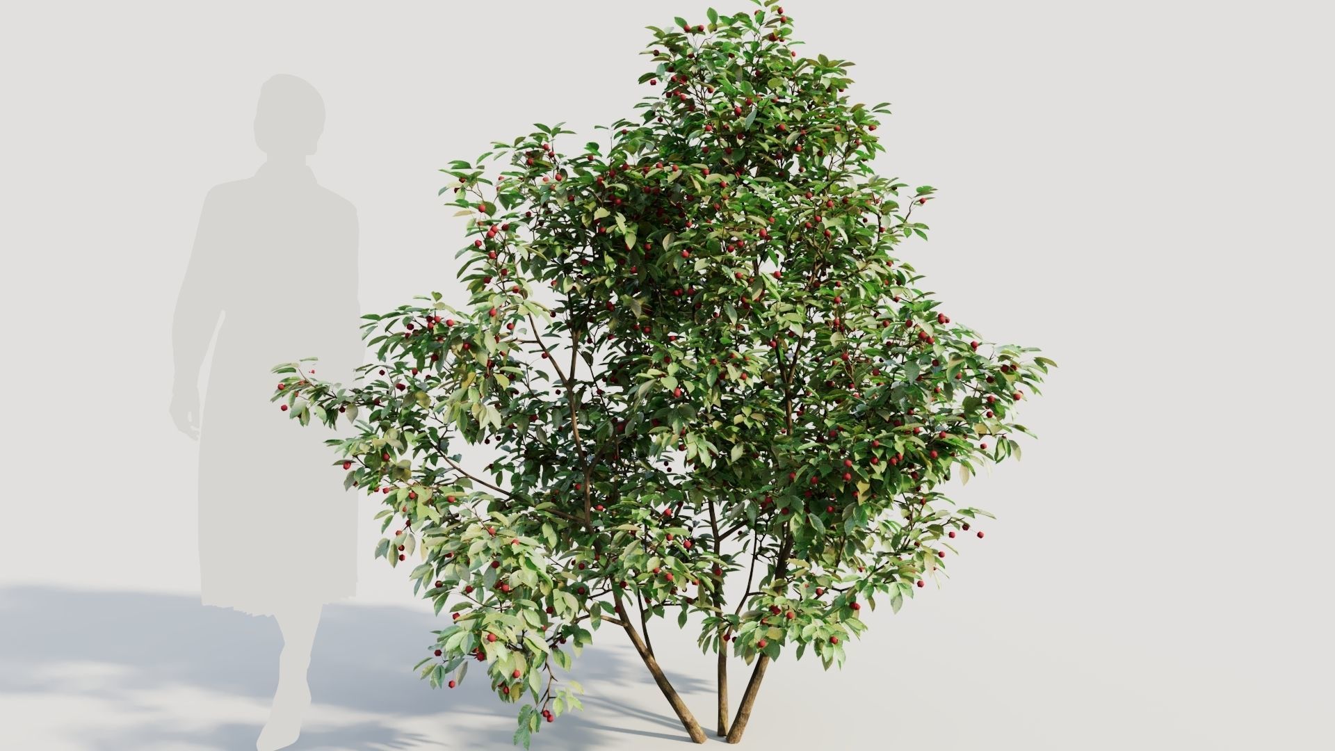 Ilex mucronata a 3D model_7