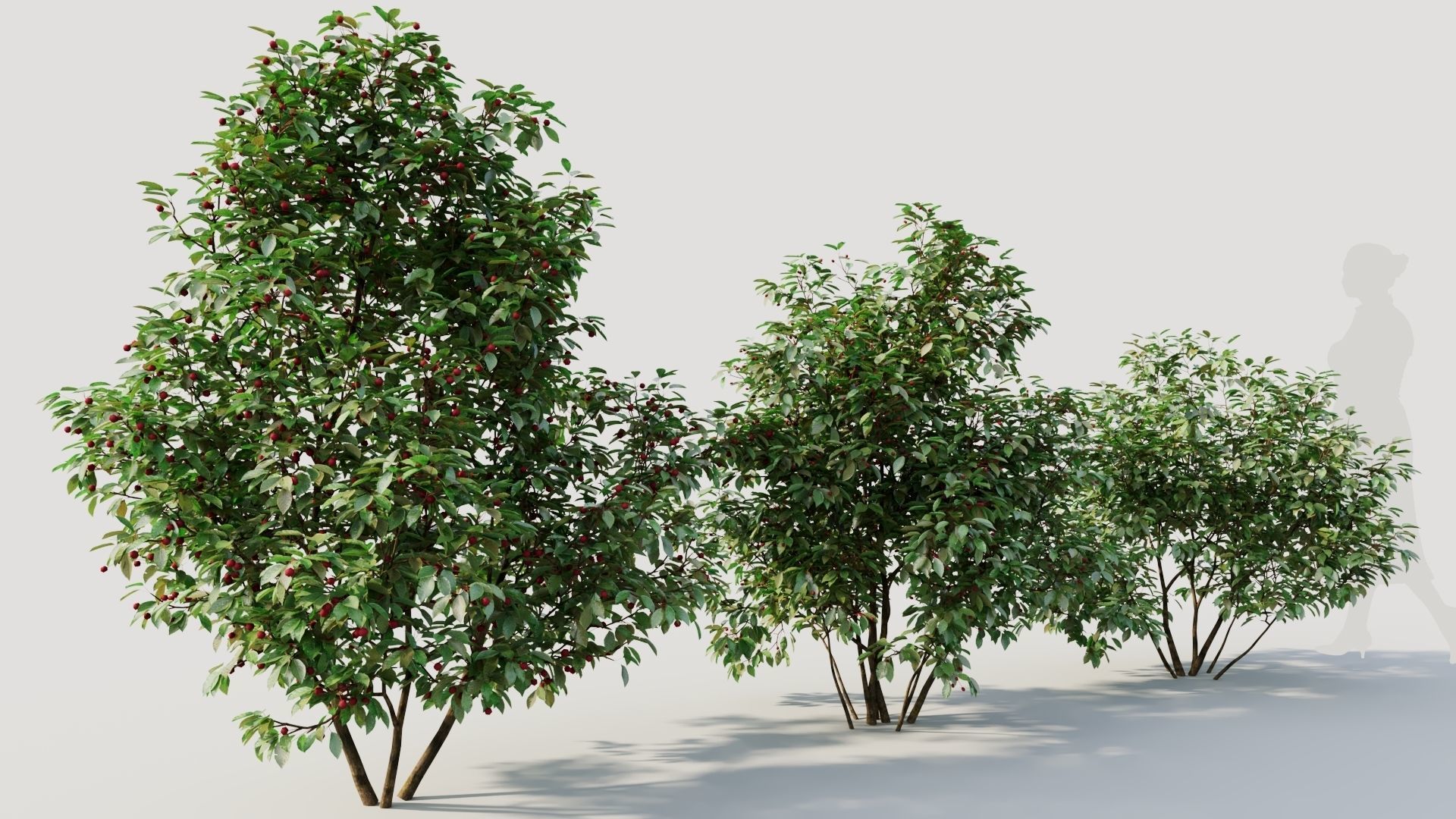 Ilex mucronata a 3D model_4