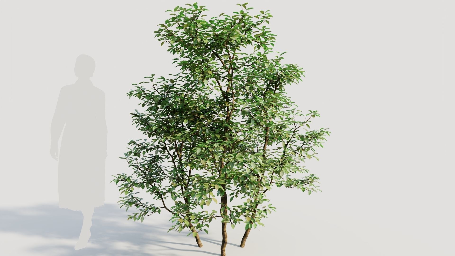 Ilex mucronata c 3D model_5