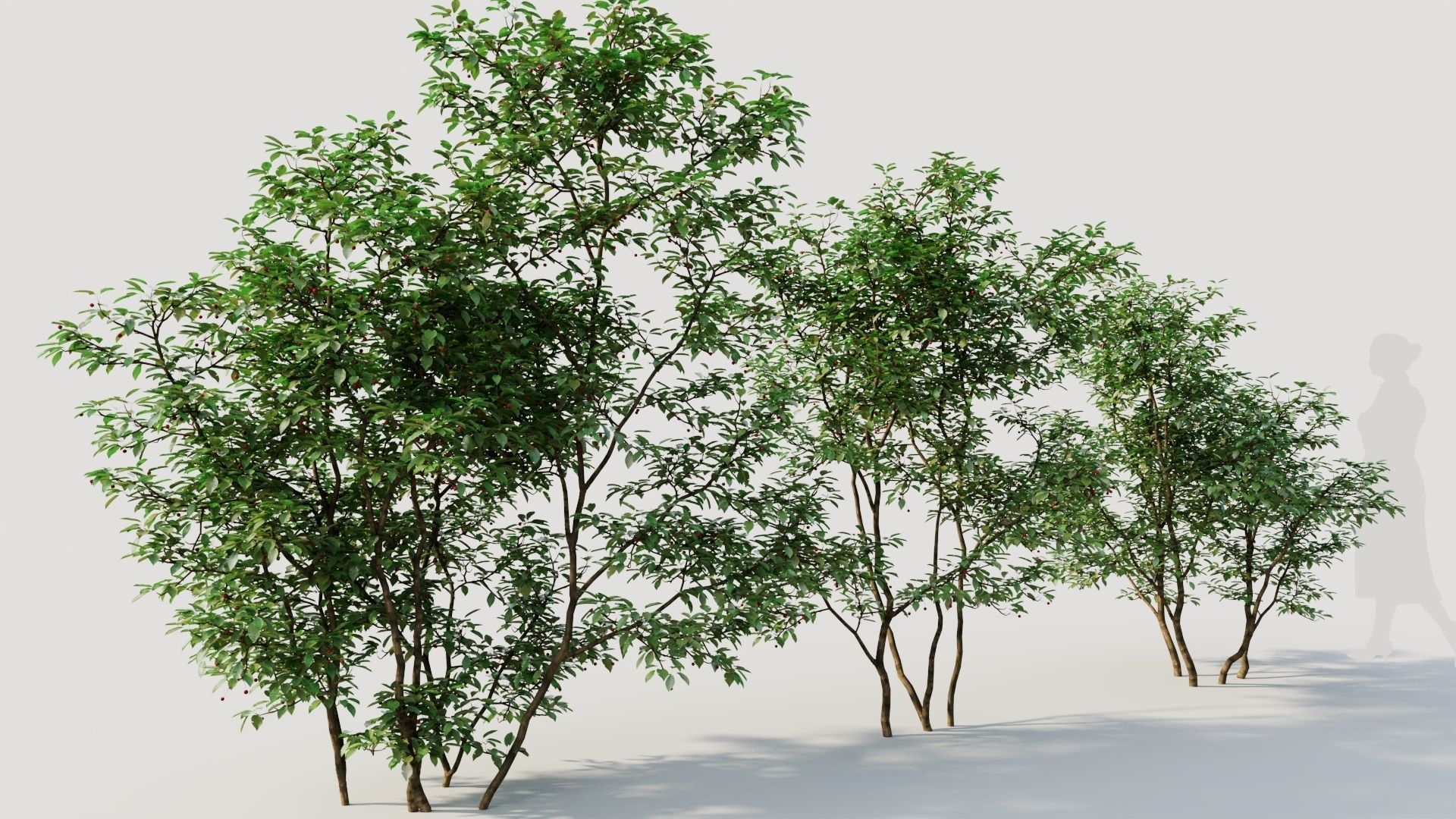 Ilex mucronata c 3D model_4