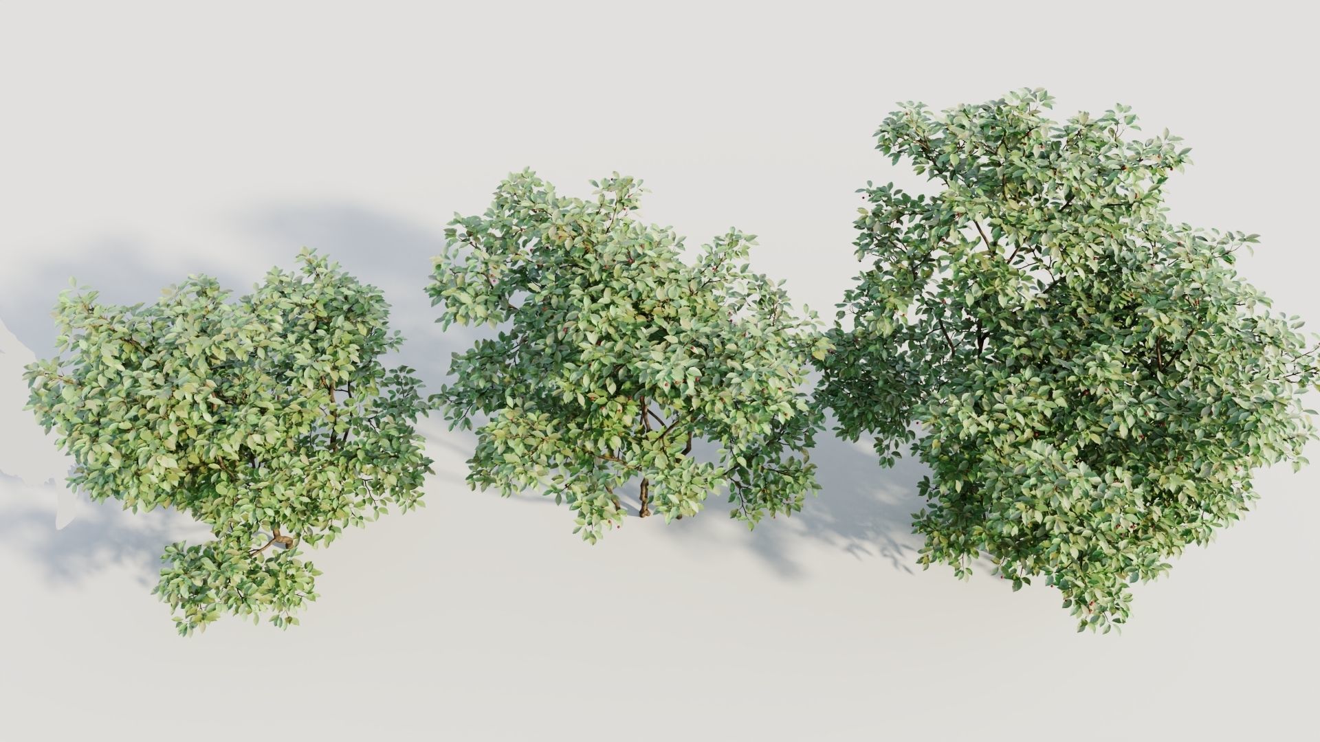 Ilex mucronata c 3D model_2