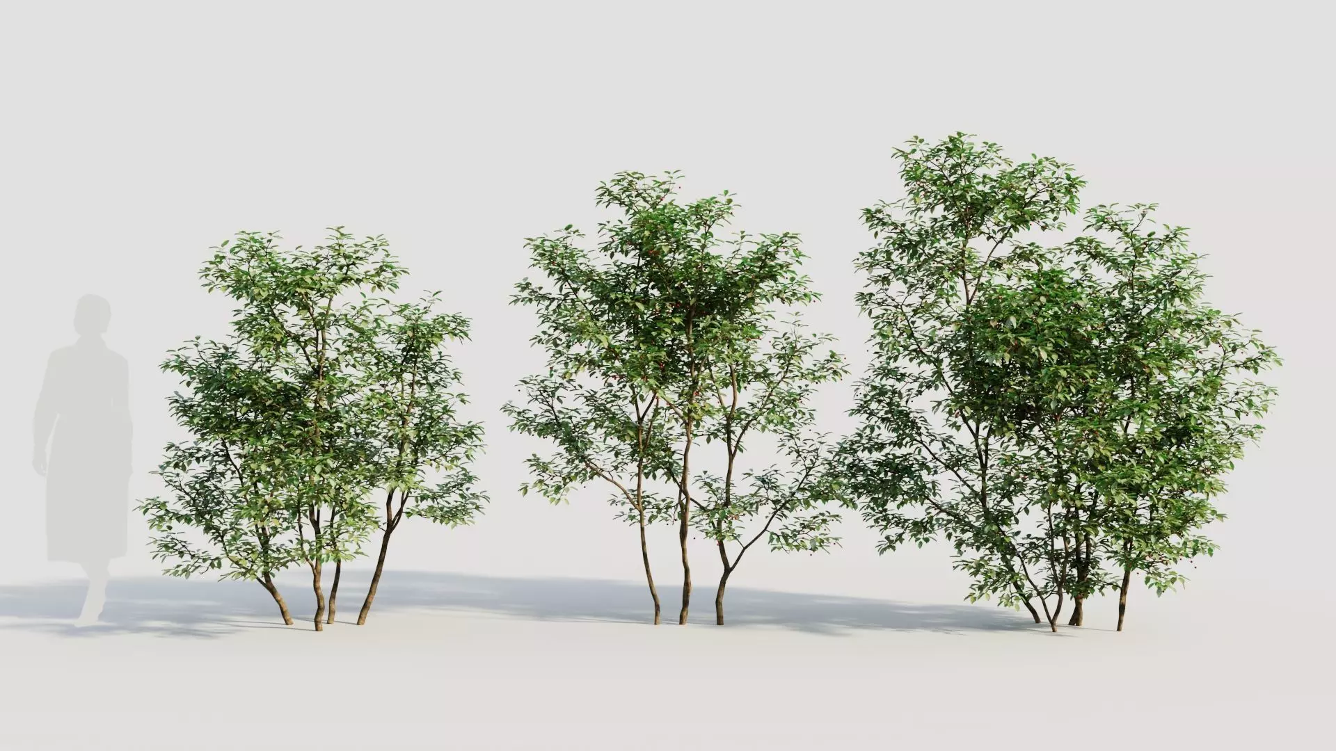 Ilex mucronata c 3D model_0