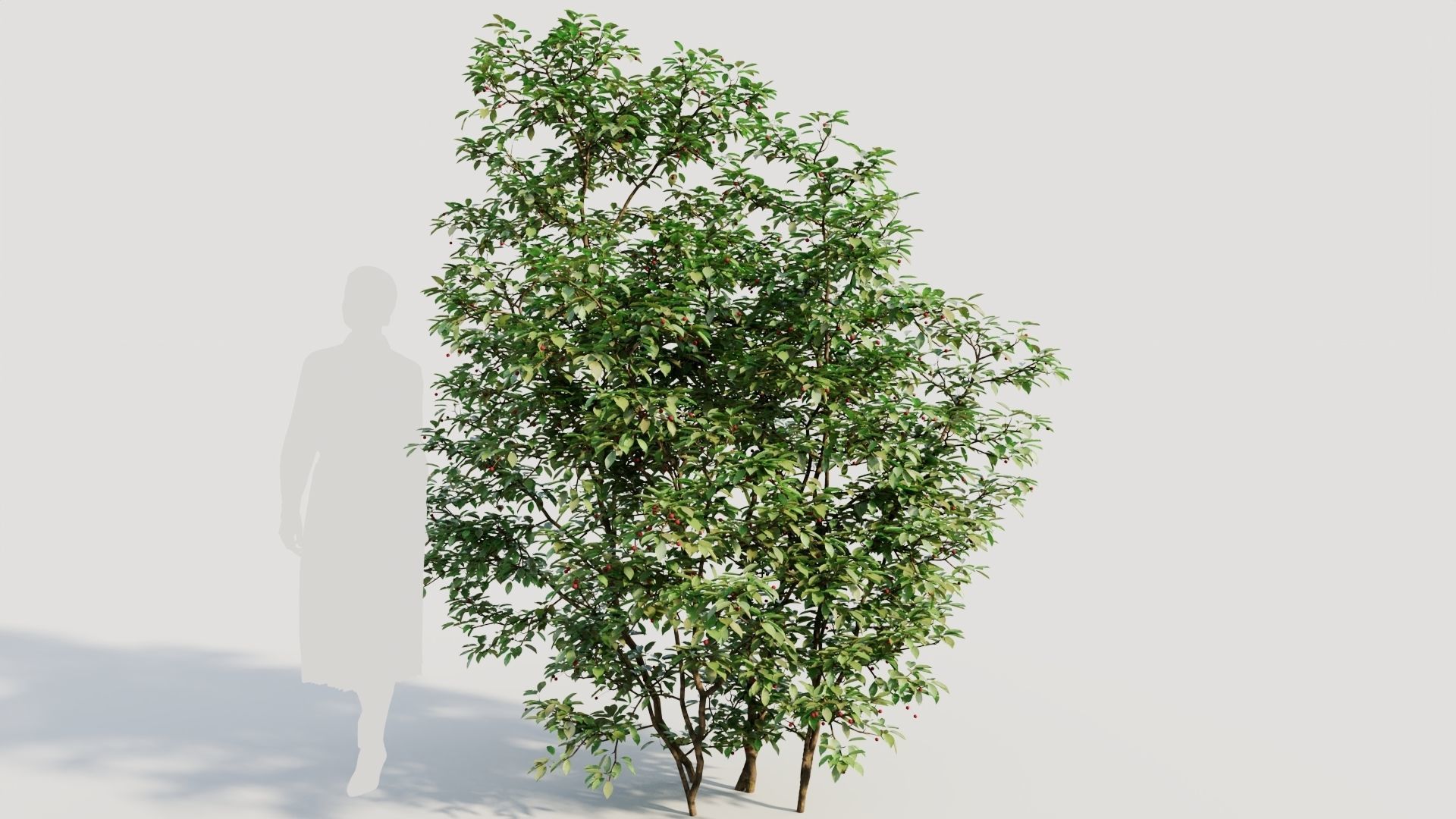 Ilex mucronata c 3D model_7