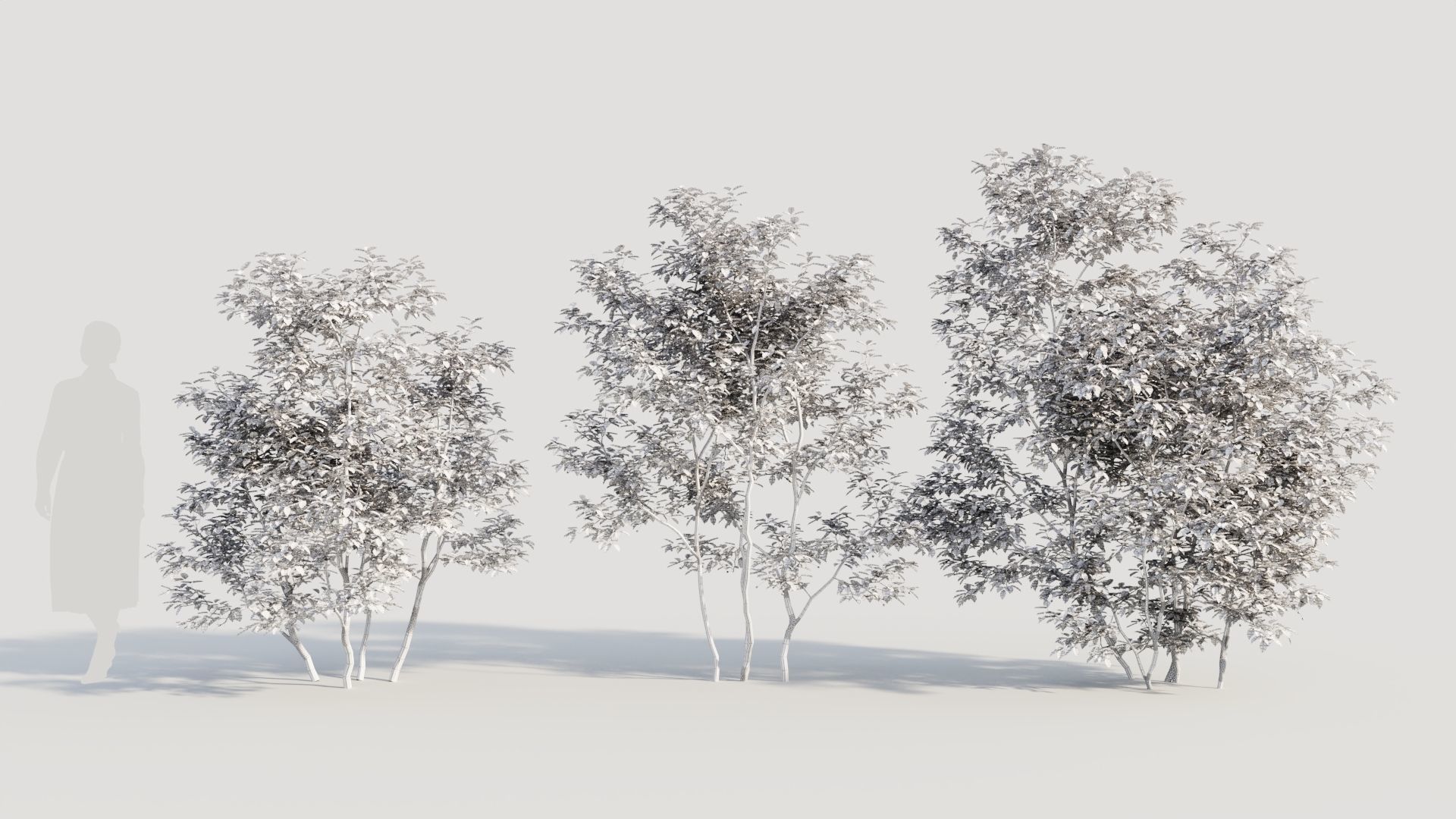 Ilex mucronata c 3D model_8
