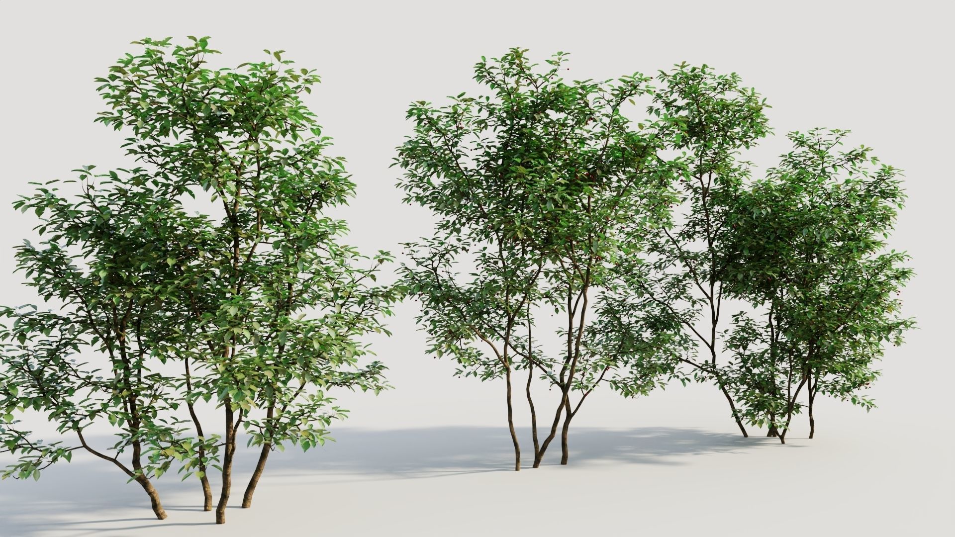 Ilex mucronata c 3D model_3