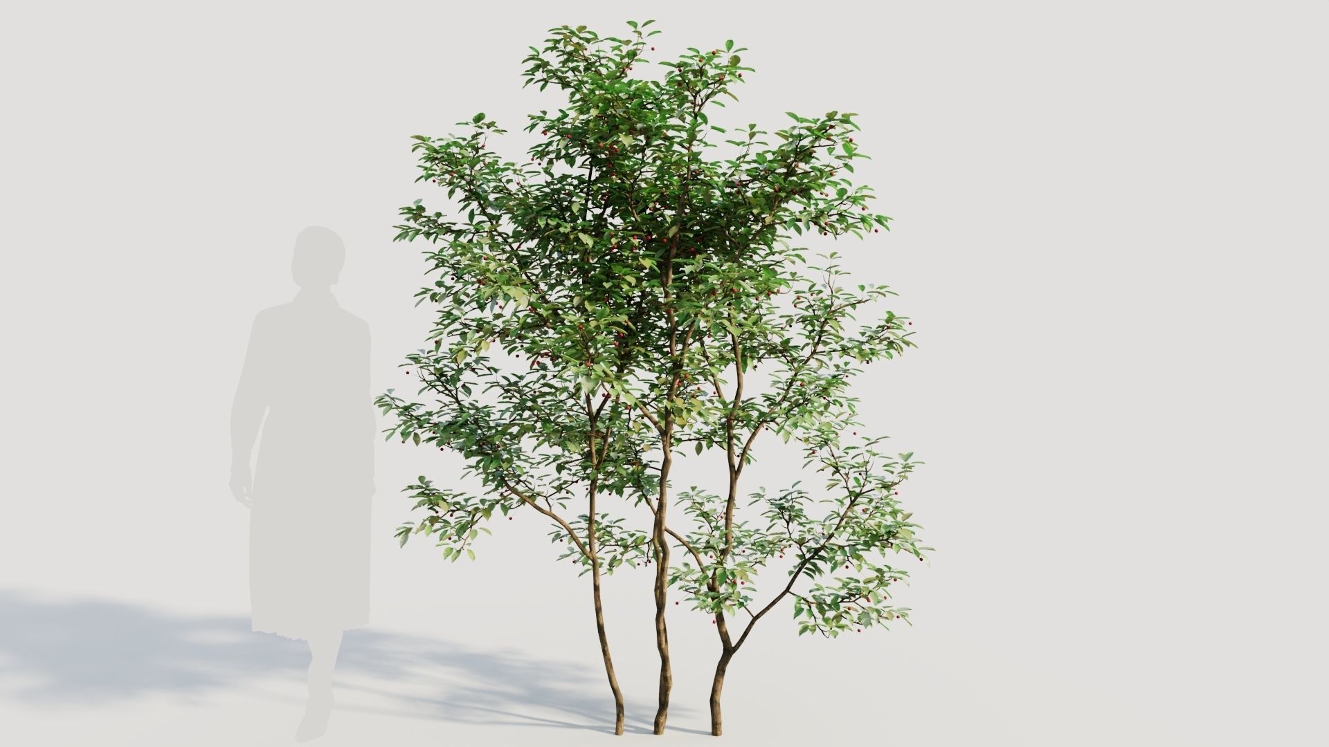 Ilex mucronata c 3D model_6