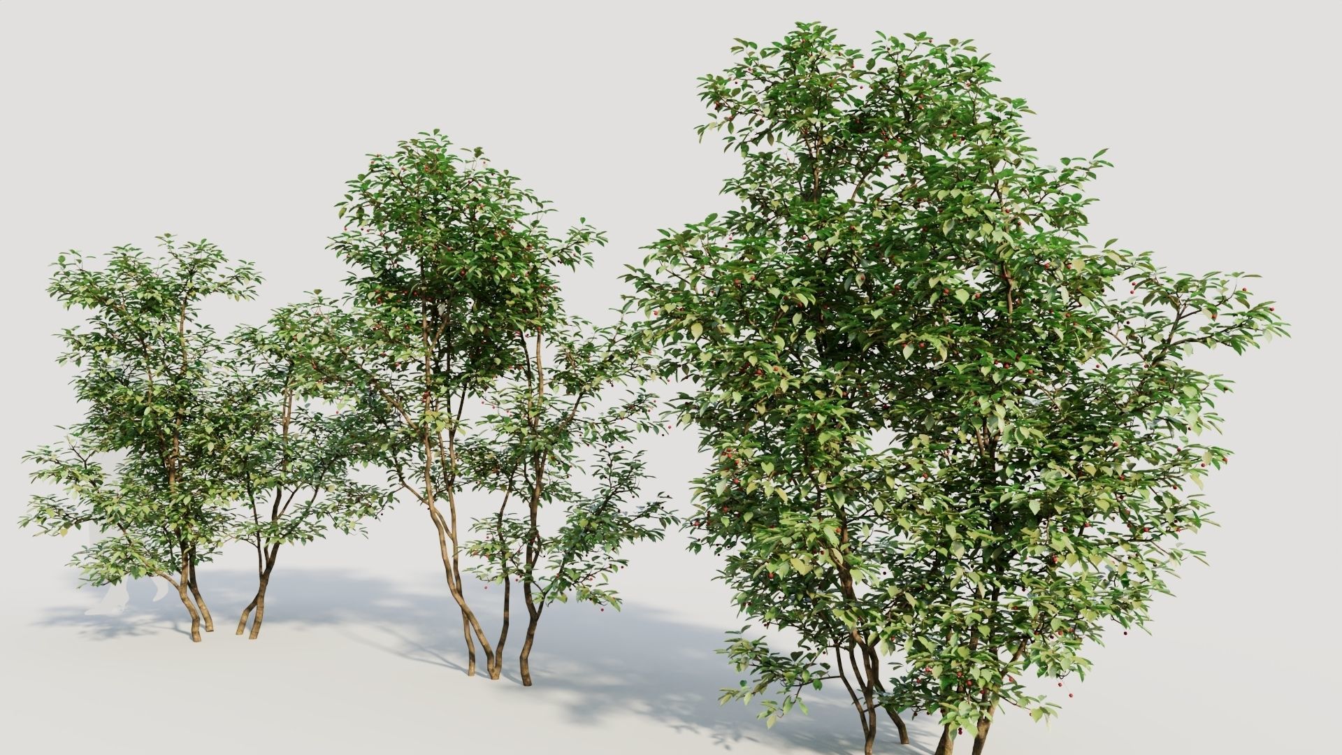 Ilex mucronata c 3D model_1