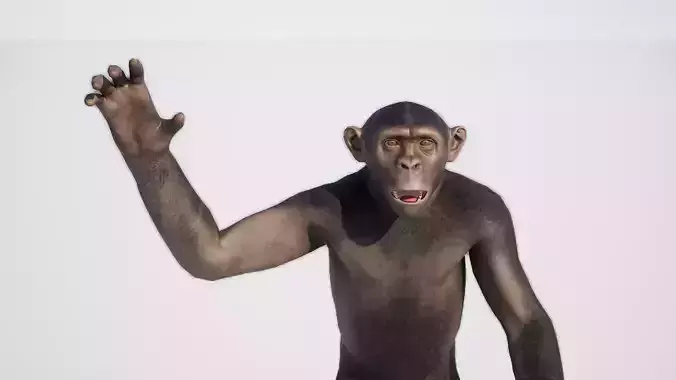 Chimpanzee 3D model
