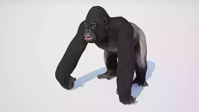 Gorilla