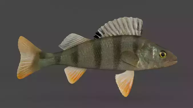 Perch Fish
