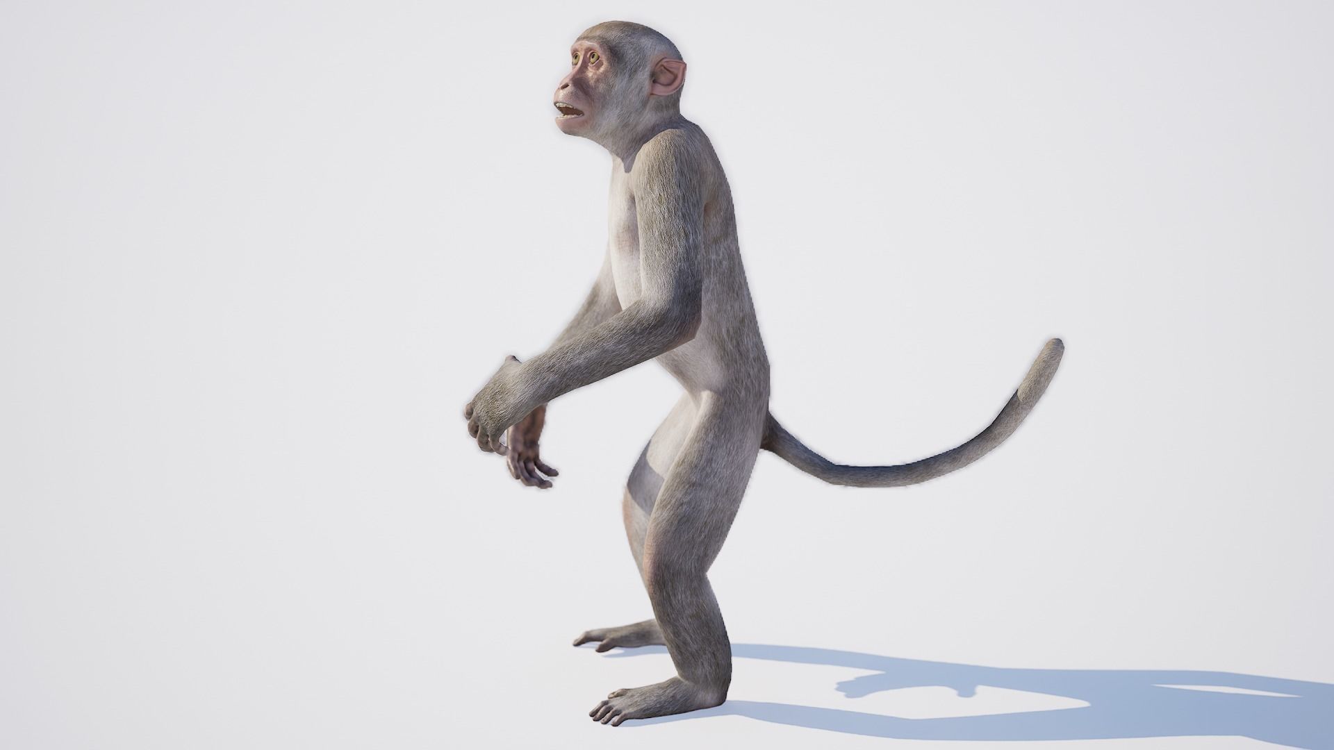 Monkey 3D model_6