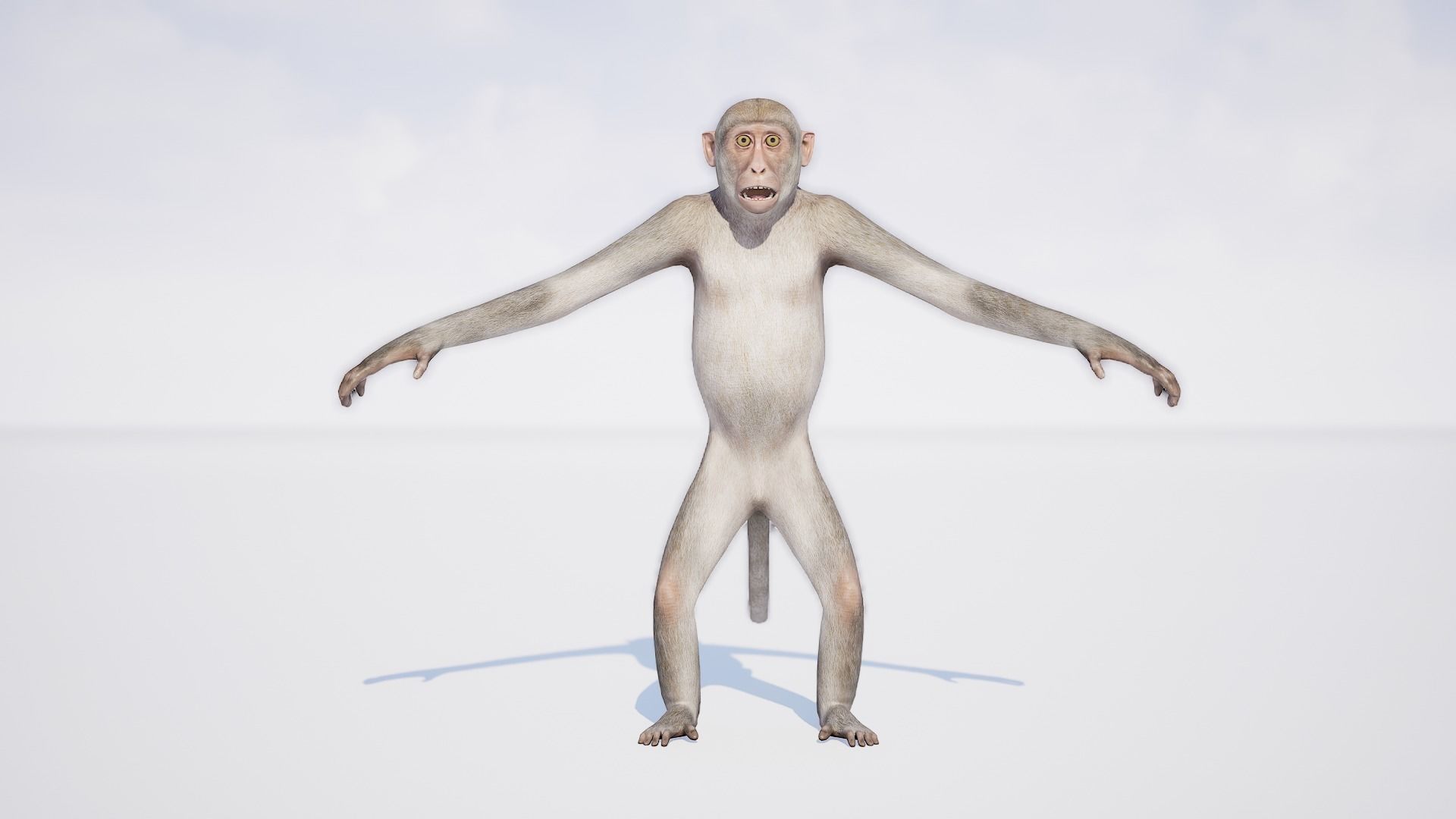Monkey 3D model_3