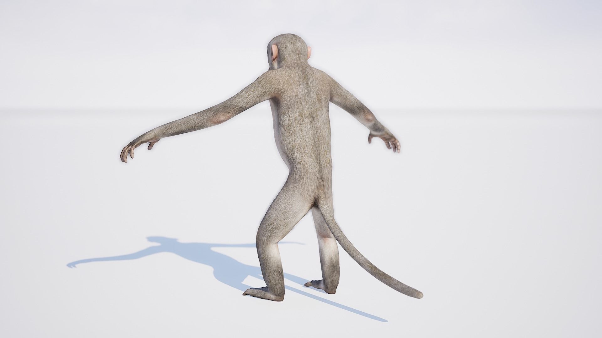 Monkey 3D model_4