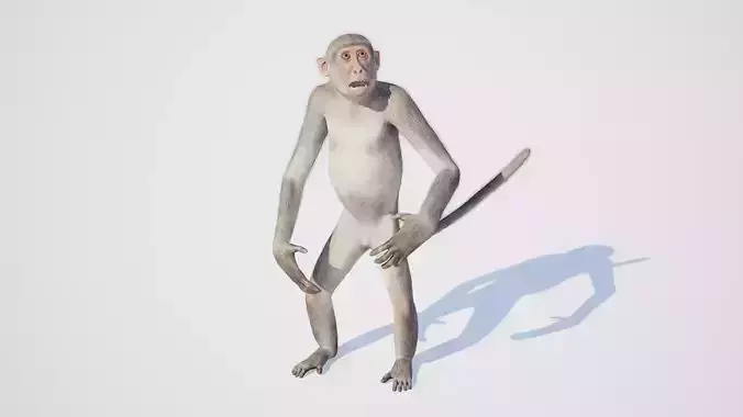 Monkey 3D model