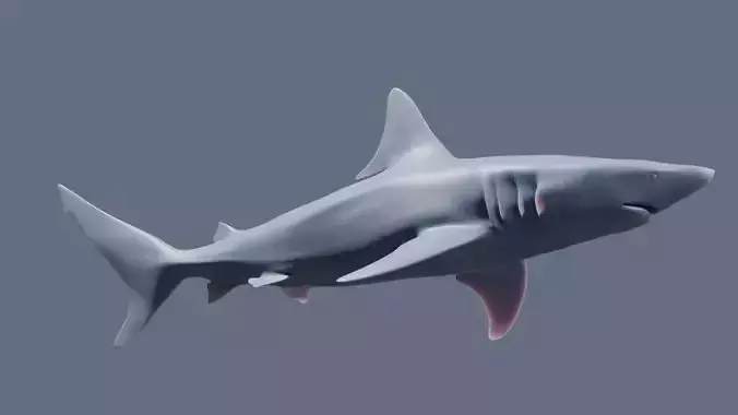 Blacktip Shark Figurine 3D print model