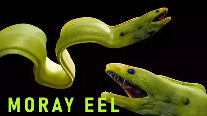 Animated Moray Eel Low-poly 3D model