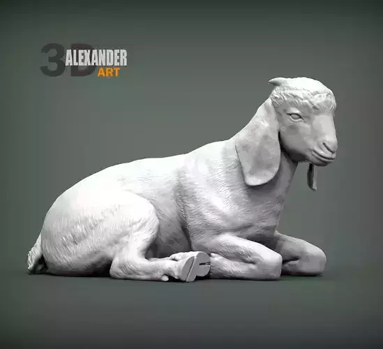 Baby Boer goat lying down