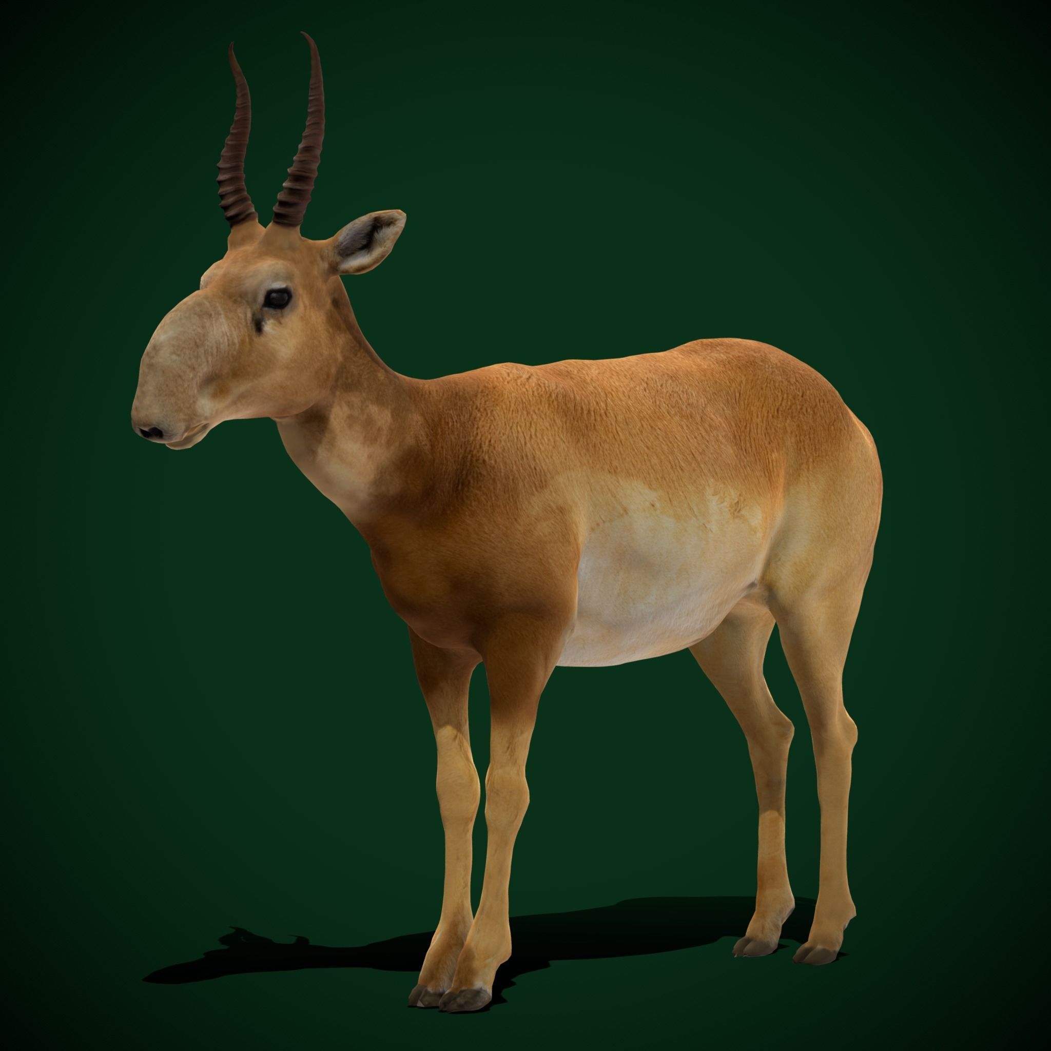 Saiga Antelope Mammal 3D model_13