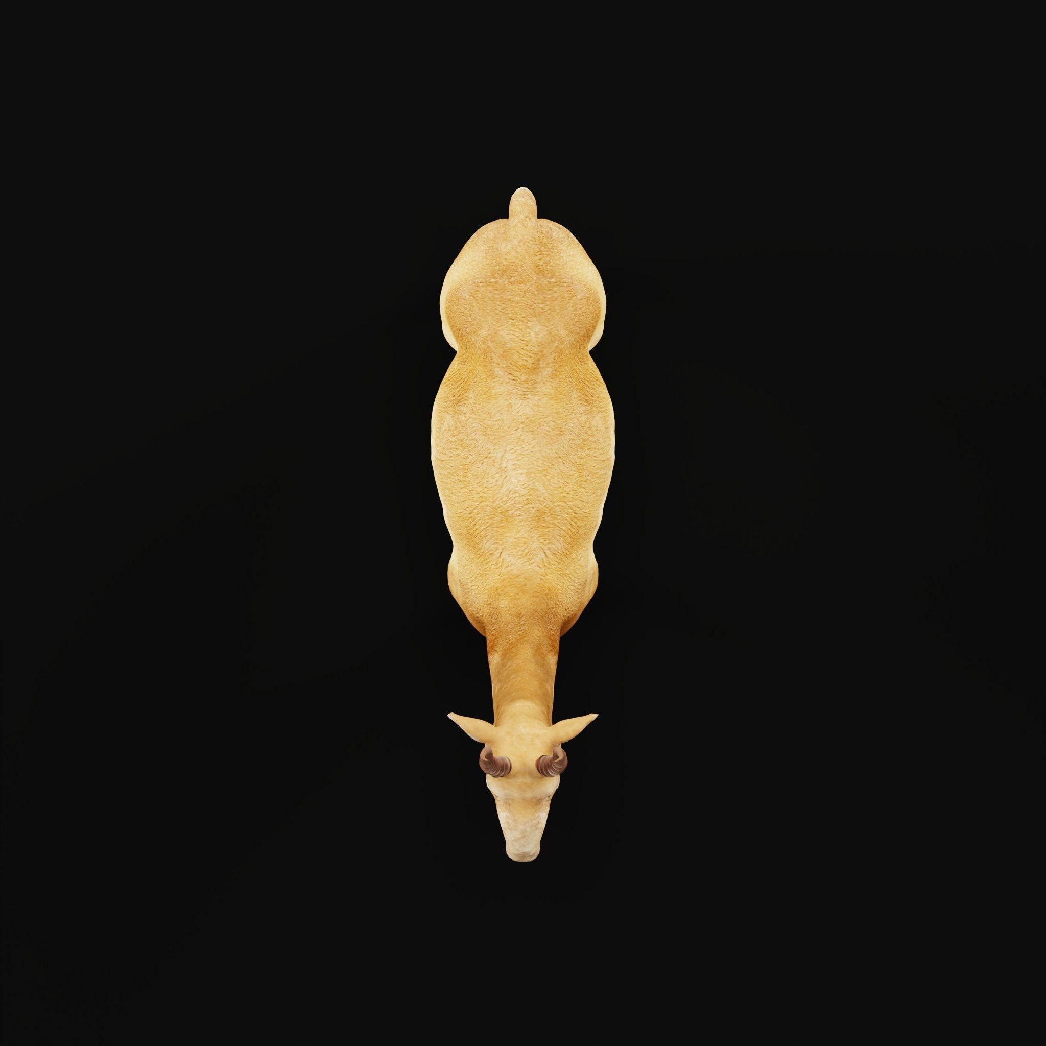 Saiga Antelope Mammal 3D model_5