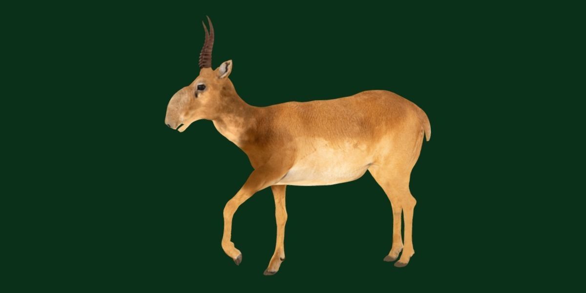 Saiga Antelope Mammal 3D model_15
