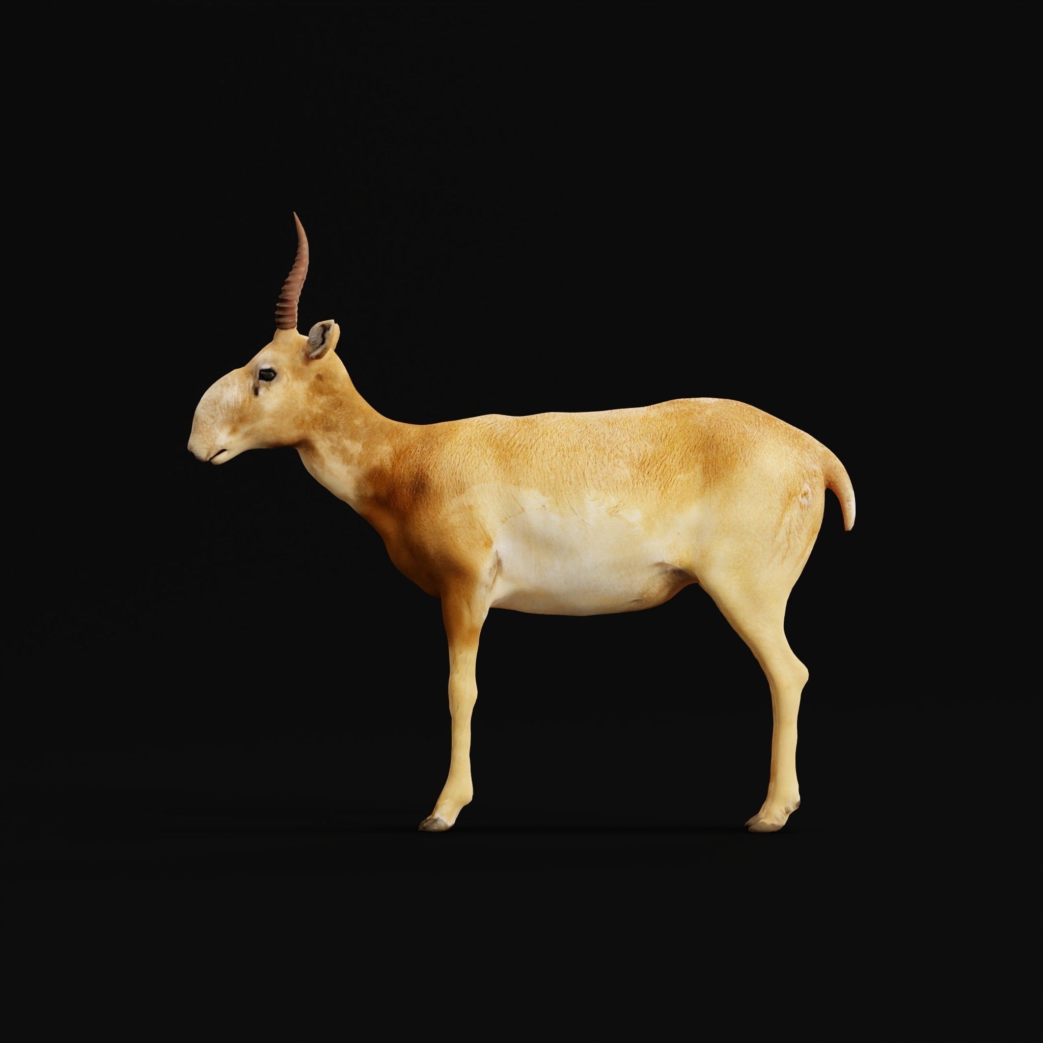 Saiga Antelope Mammal 3D model_4