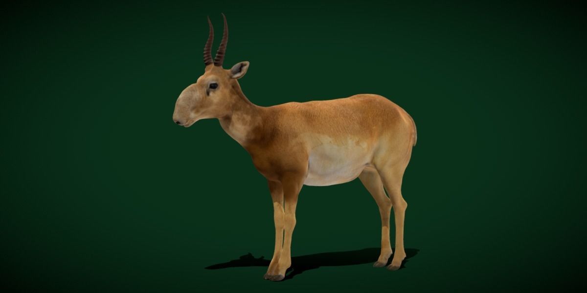 Saiga Antelope Mammal 3D model_23