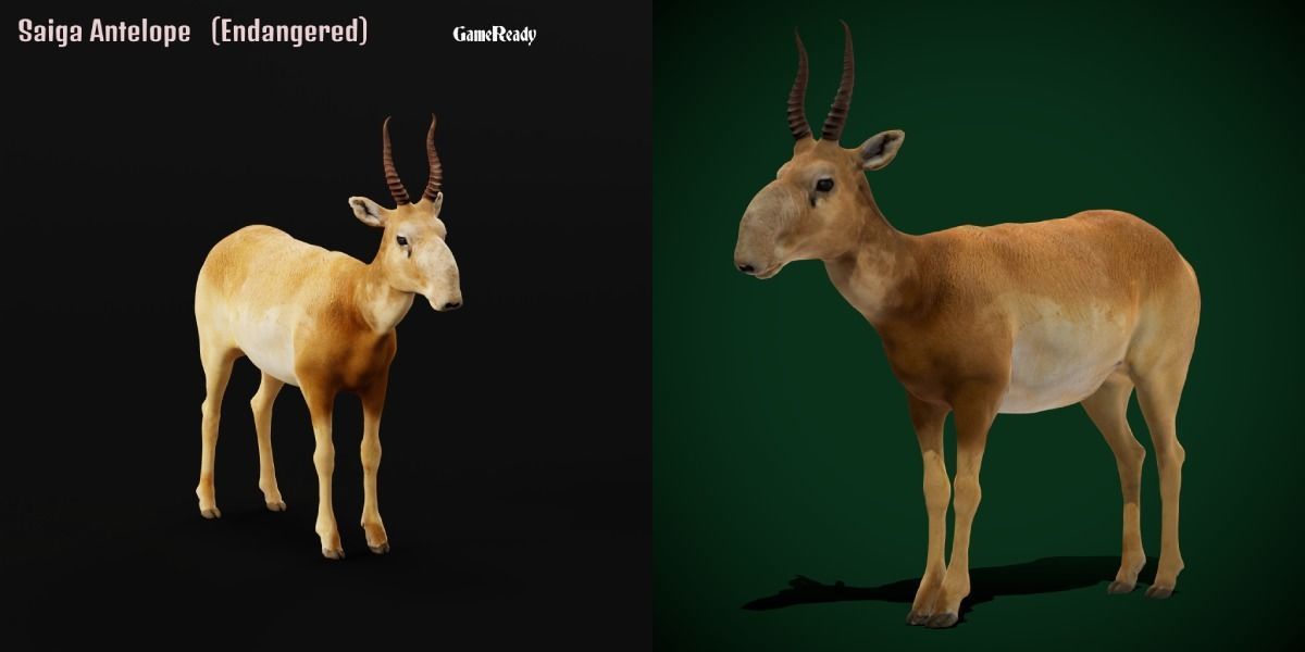 Saiga Antelope Mammal 3D model_2