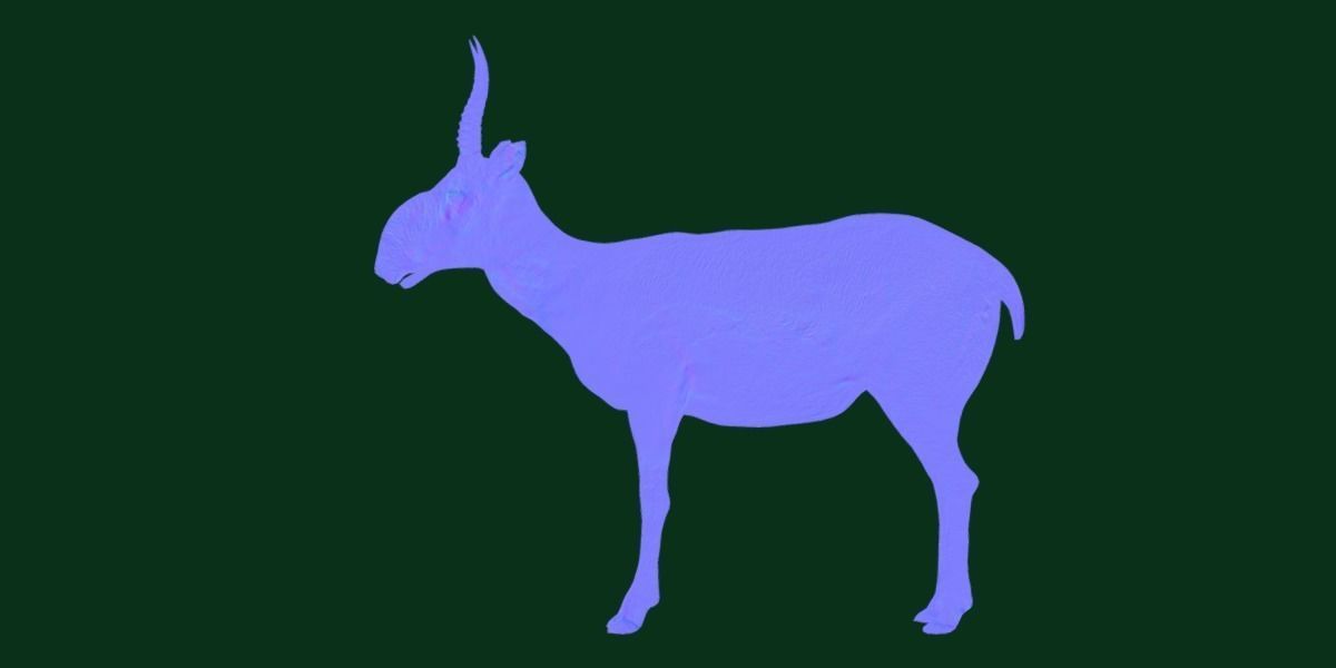 Saiga Antelope Mammal 3D model_19